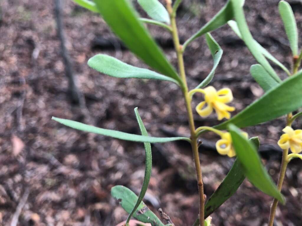 Image of Persoonia sericea A. Cunn. ex R. Br.