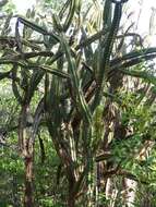 Image of Leptocereus arboreus Britton & Rose