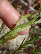 Image of leafy desertdandelion