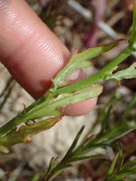 Image de Malacothrix foliosa subsp. foliosa