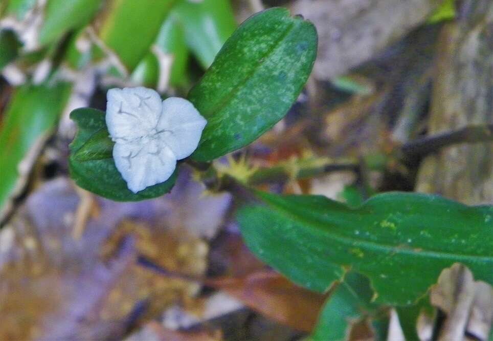 Image de Tradescantia poelliae D. R. Hunt