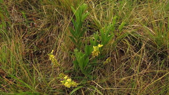 Image of Eriosema kraussianum Meissner