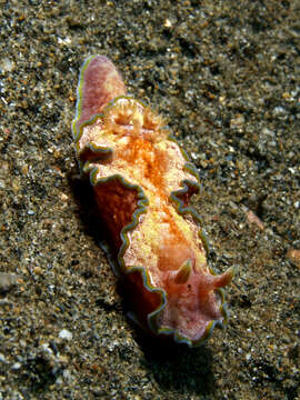 Image of orange edge white slug