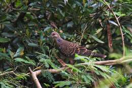 Image of Oriental Turtle Dove