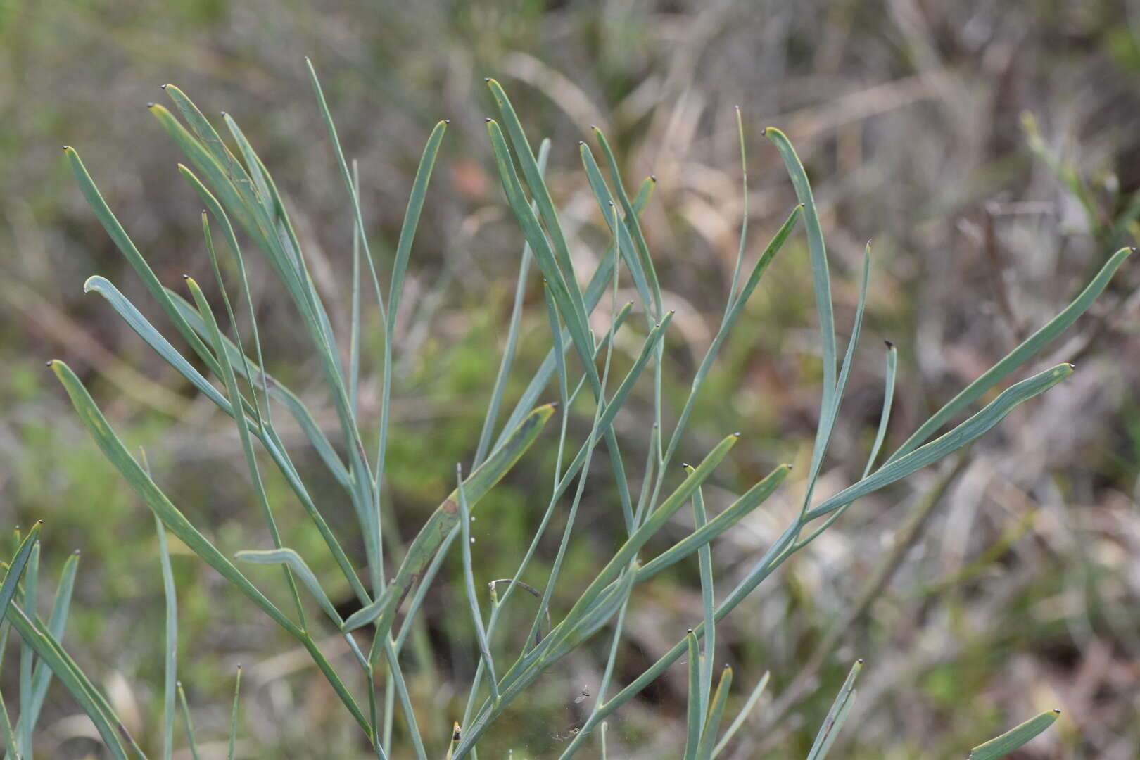 Image of Stirlingia latifolia (R. Br.) Steudel