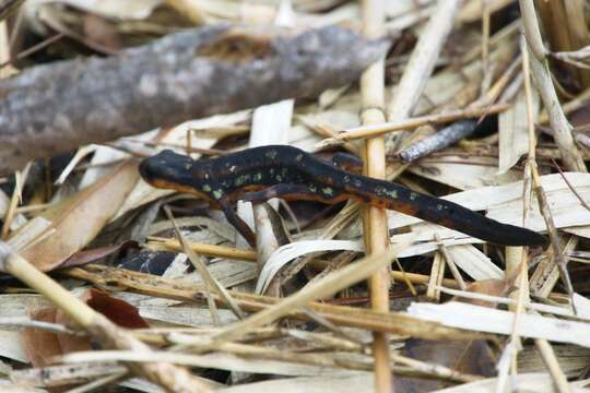 Image of Sword-tailed Newt