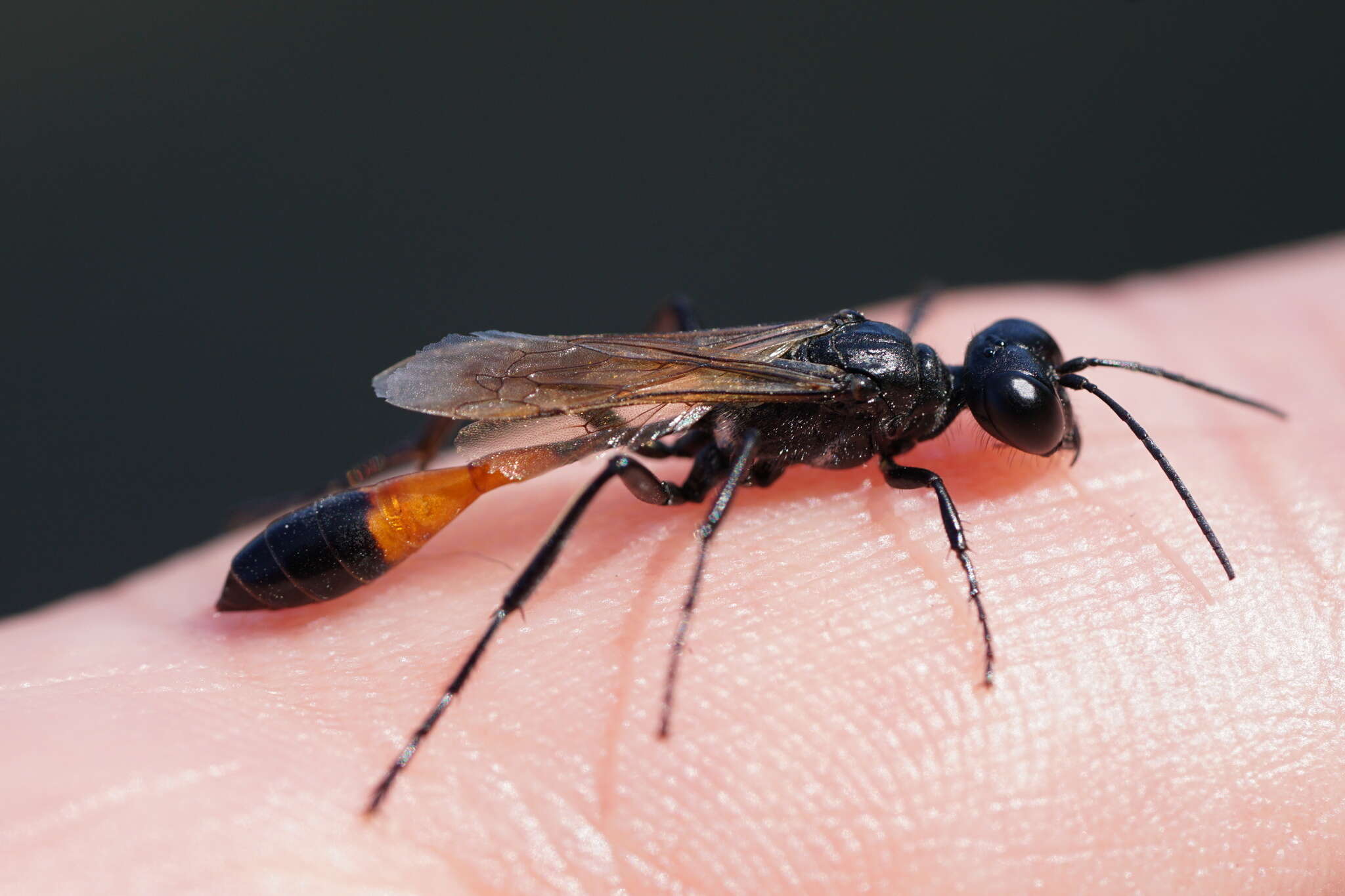 Image of Ammophila pubescens Curtis 1836