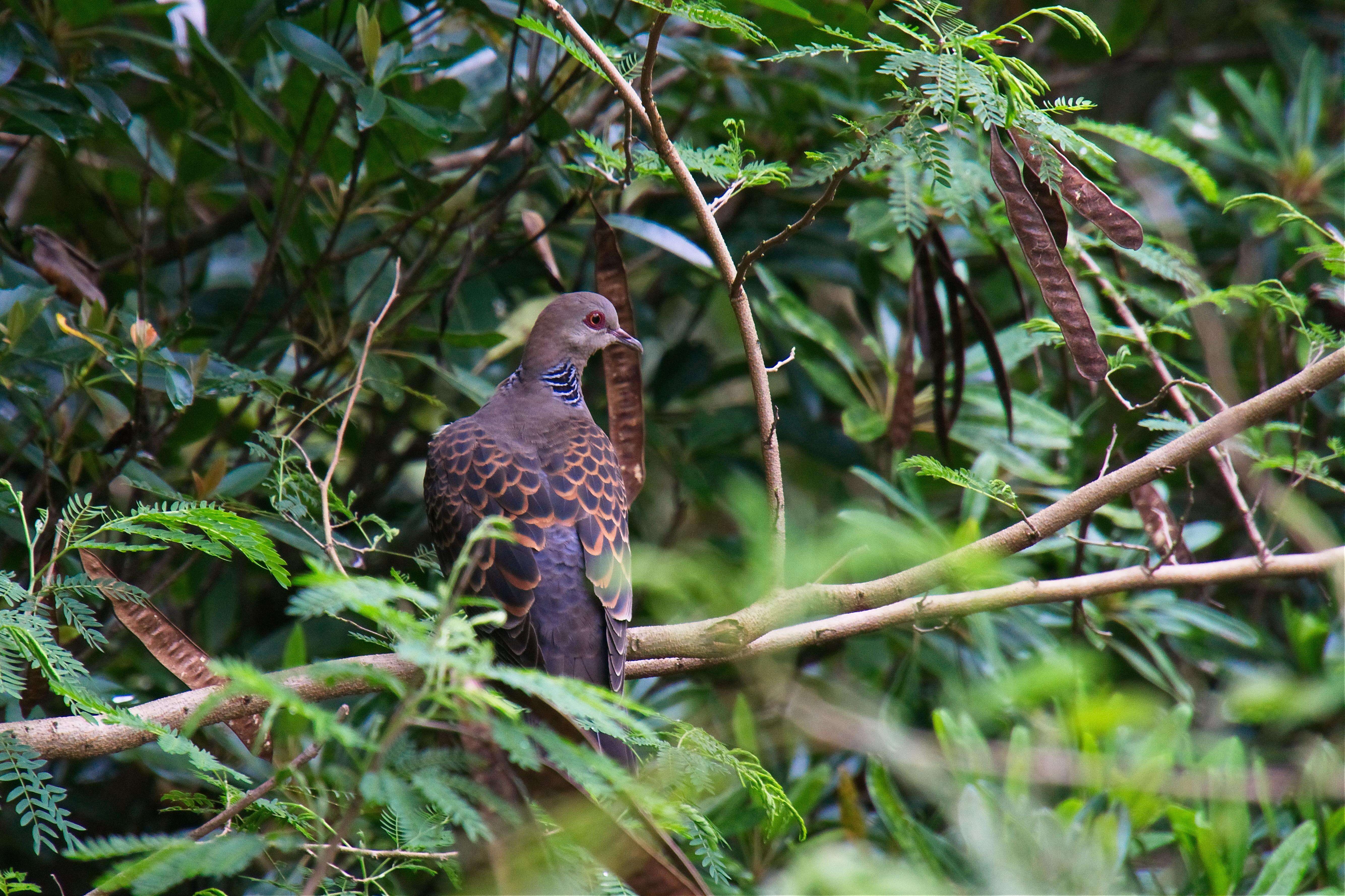 Image of Oriental Turtle Dove