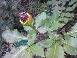 Image of Arisaema limbatum Nakai & F. Maek.