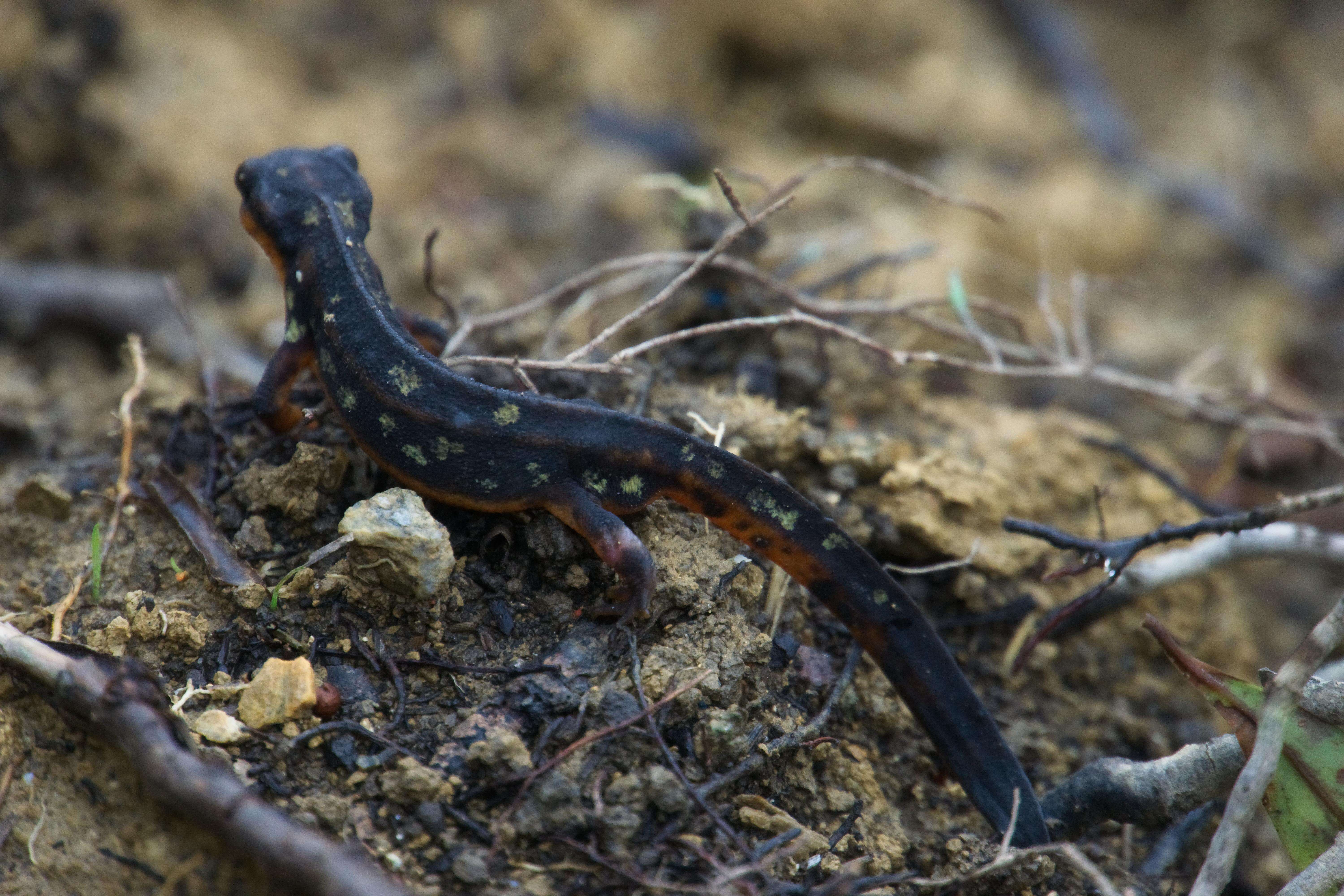 Image of Sword-tailed Newt