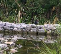 Image of Common Moorhen