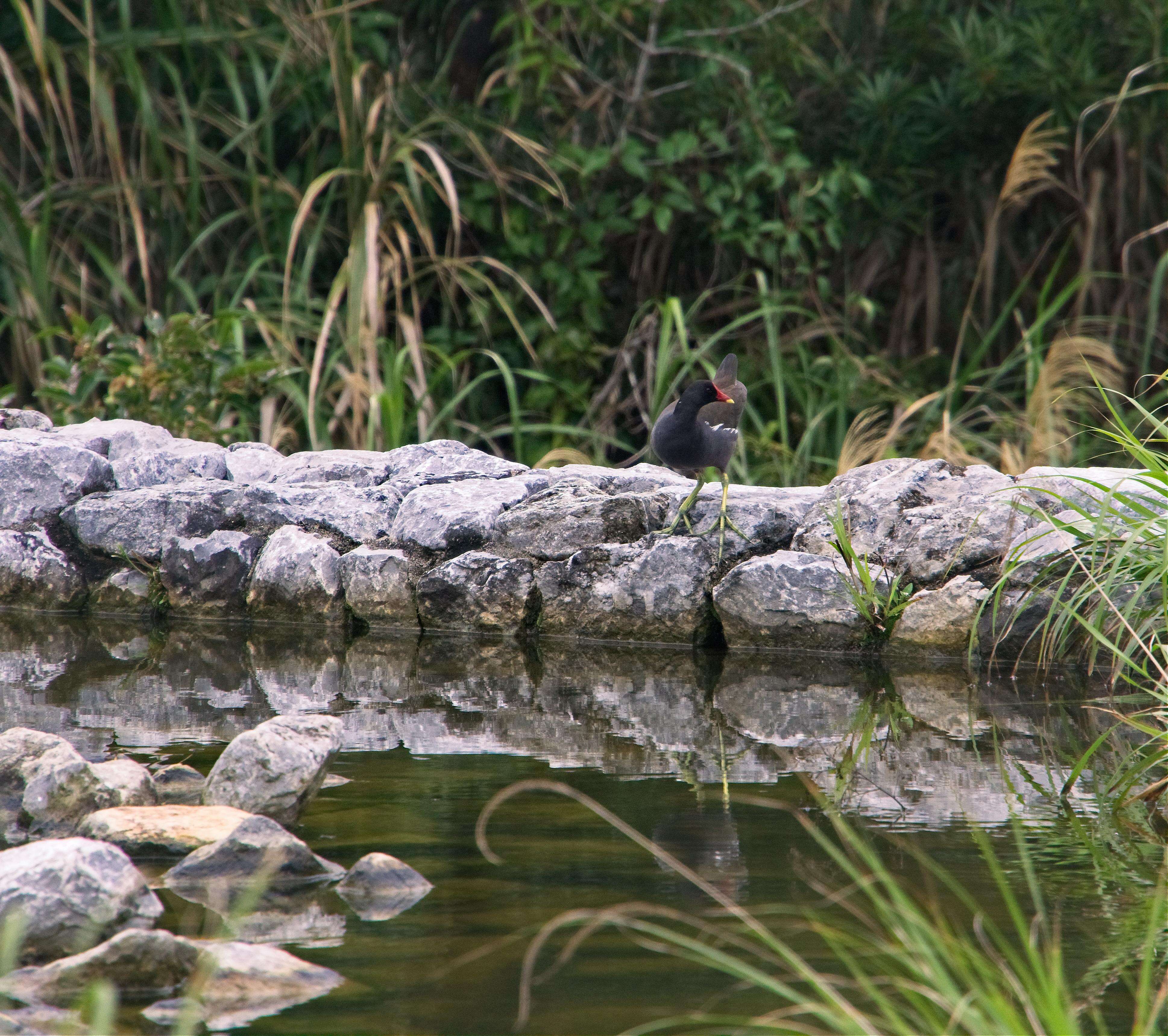 Image of Common Moorhen