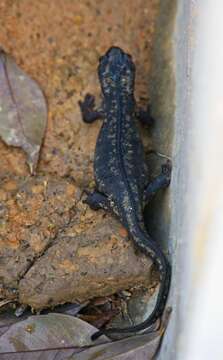 Image of Sword-tailed Newt