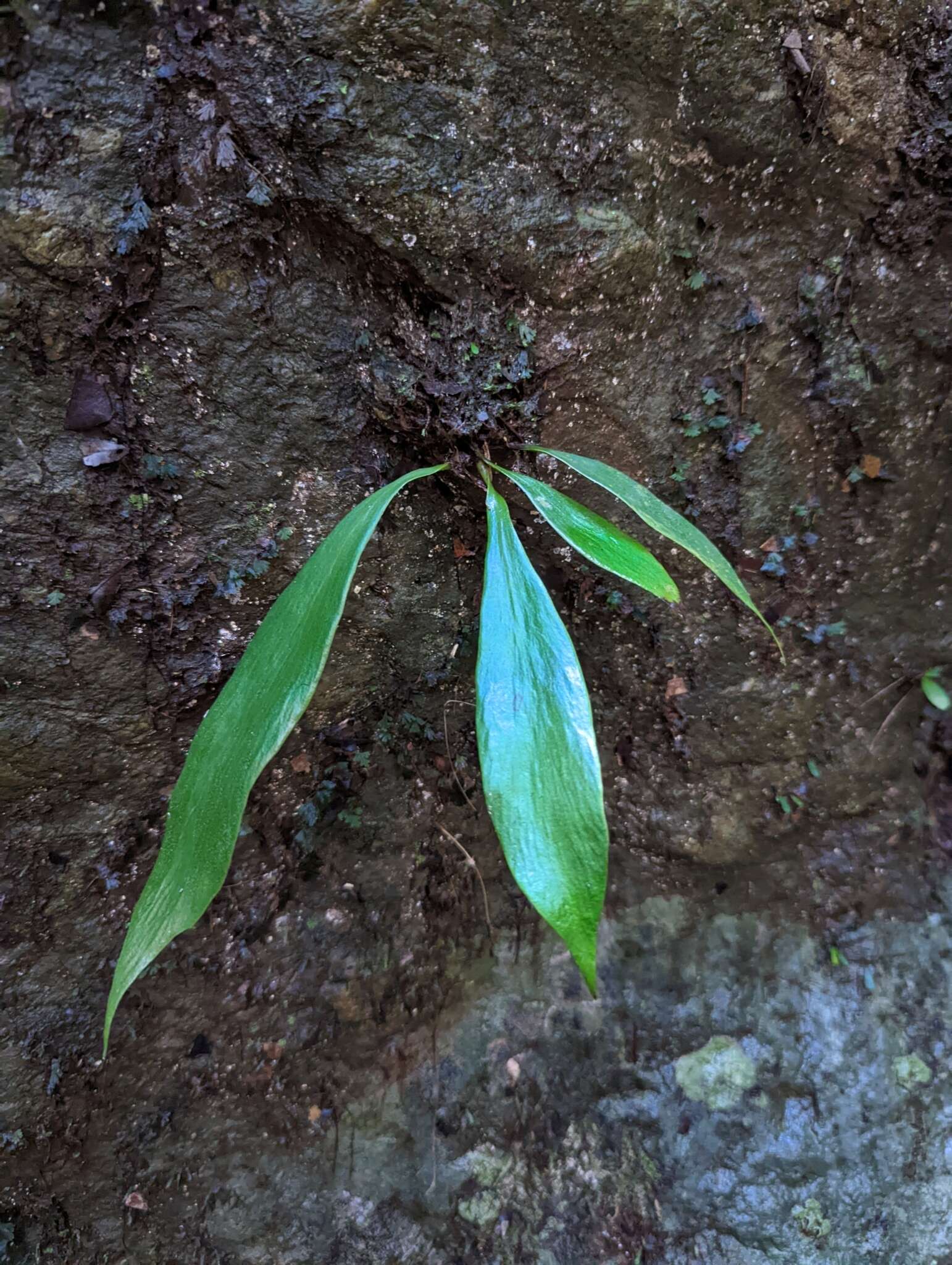 Image of Antrophyum subfalcatum Brack.