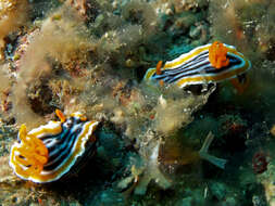 Image de Chromodoris magnifica (Quoy & Gaimard 1832)