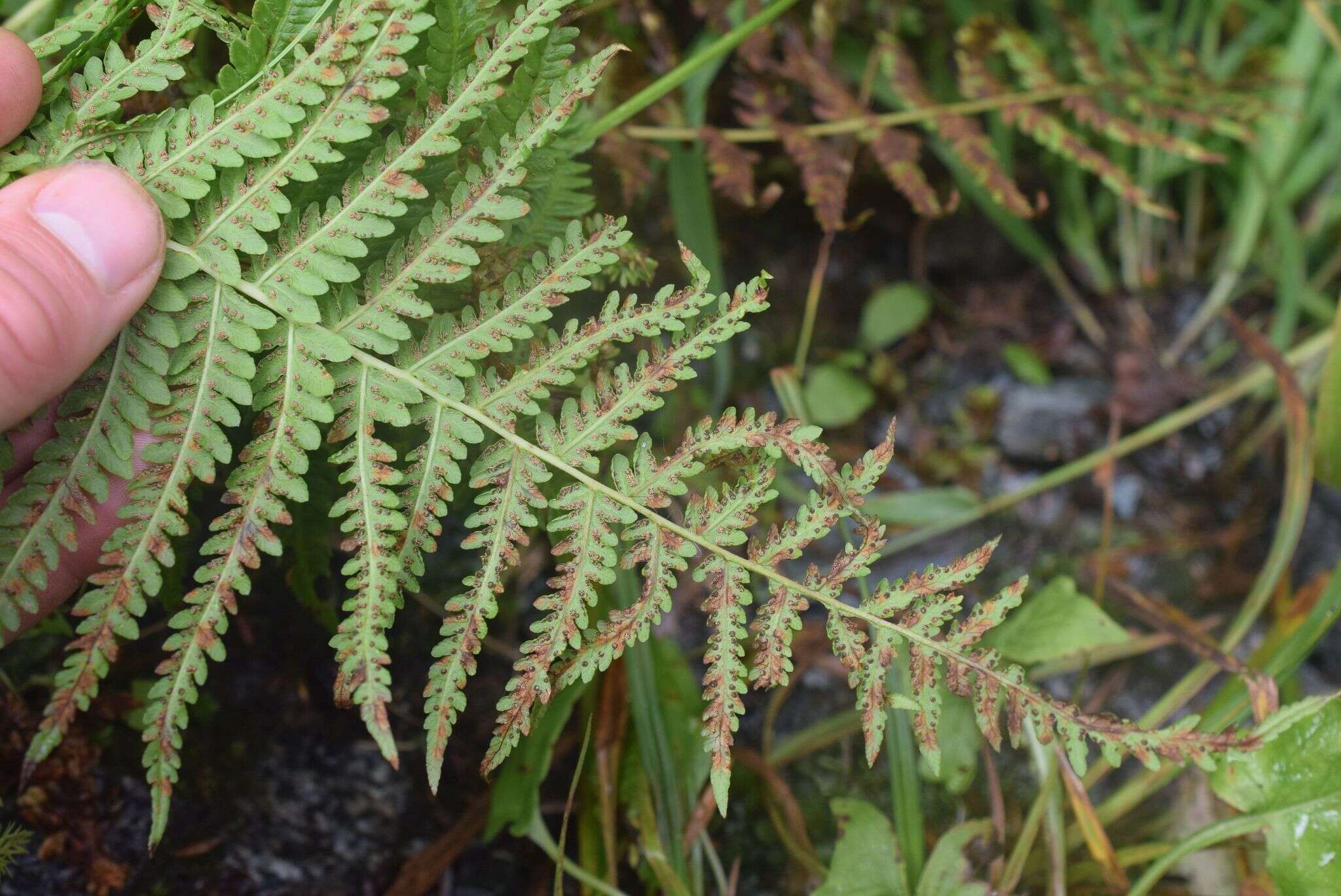 Image of Oreopteris quelpartensis (Christ) Holub