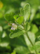 Image of ivy-leaved speedwell