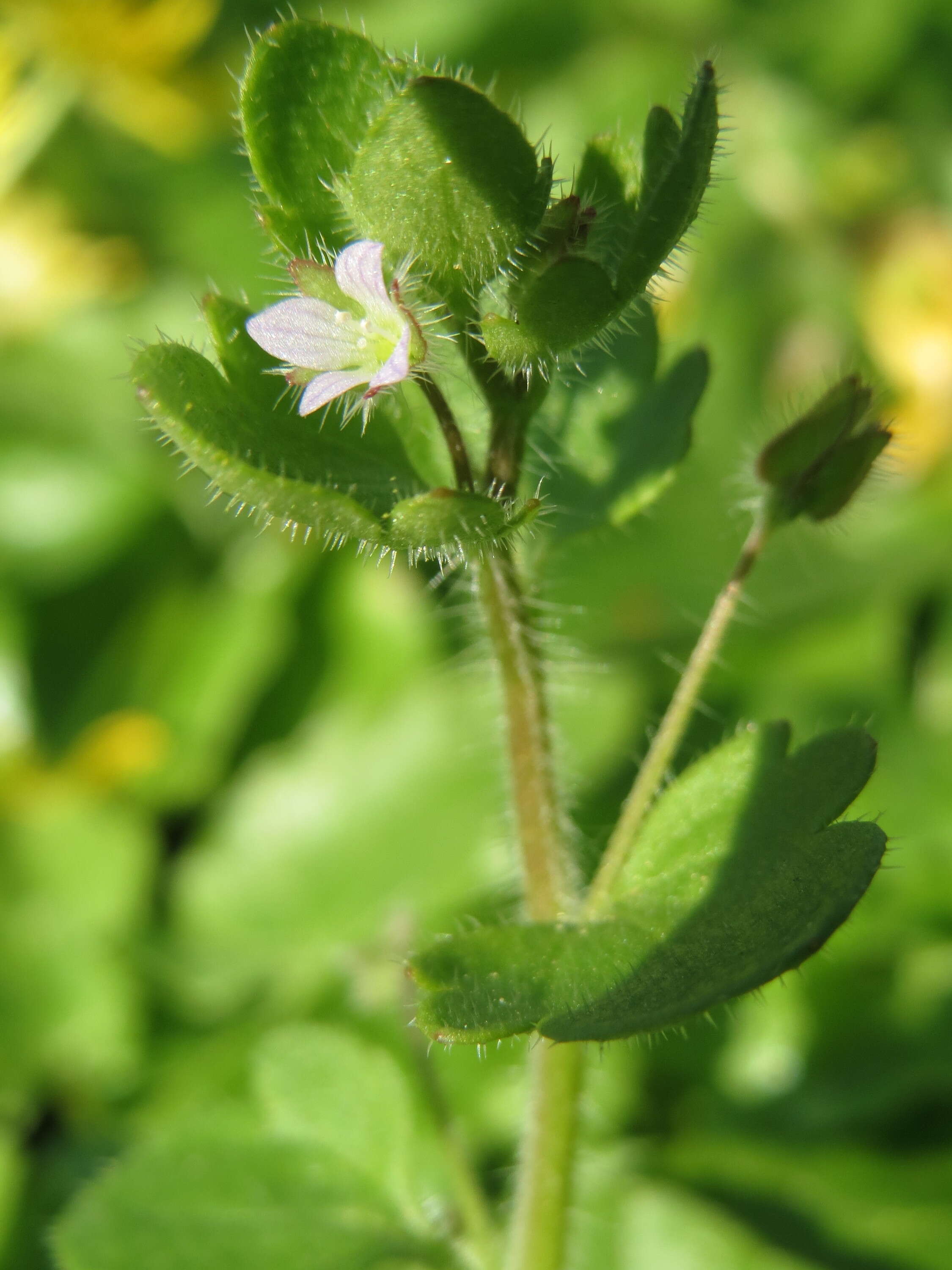 Image of ivy-leaved speedwell