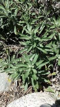 Image of Douglas' sagewort