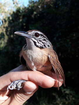 Image of Happy Wren