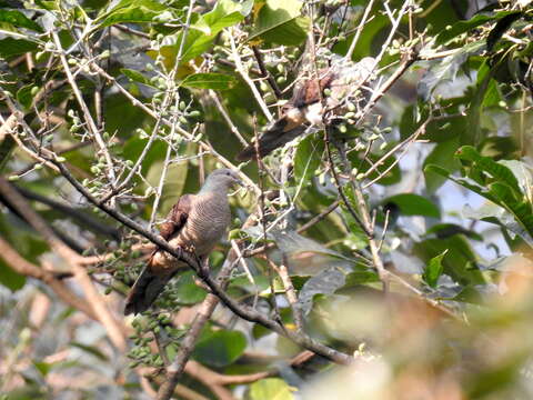 Image of Barred Cuckoo Dove