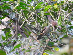 Image of Barred Cuckoo Dove