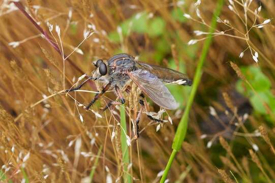 Image of Neoaratus