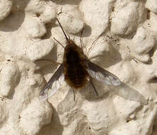 Image of Large bee-fly