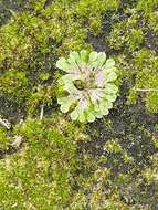 Image of Riccia glauca L.