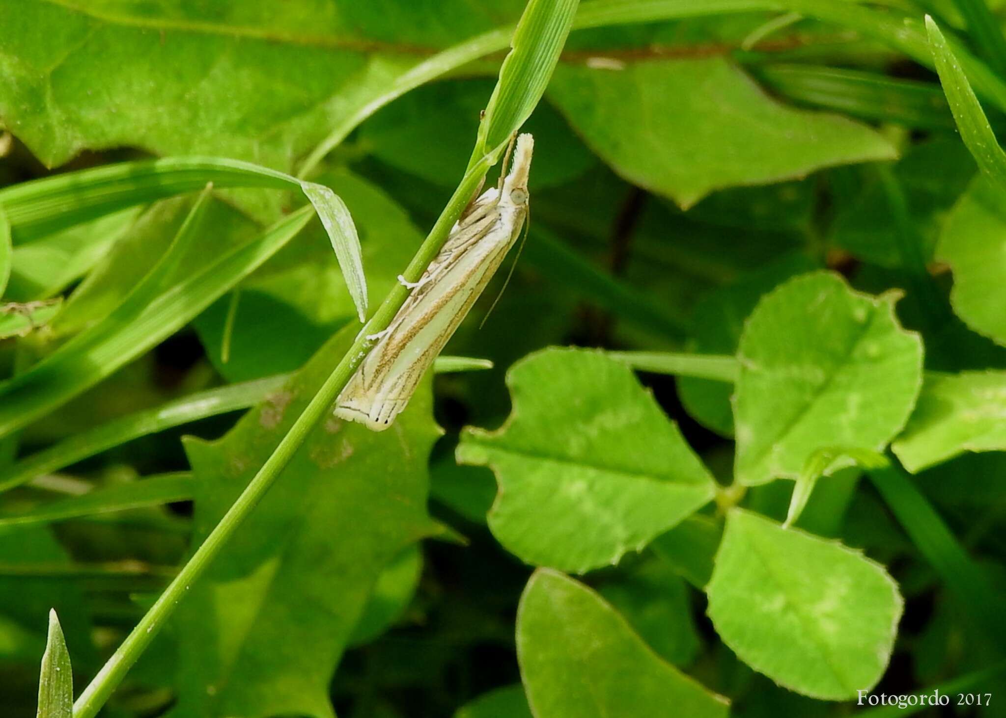 Image of Eastern Grass-veneer