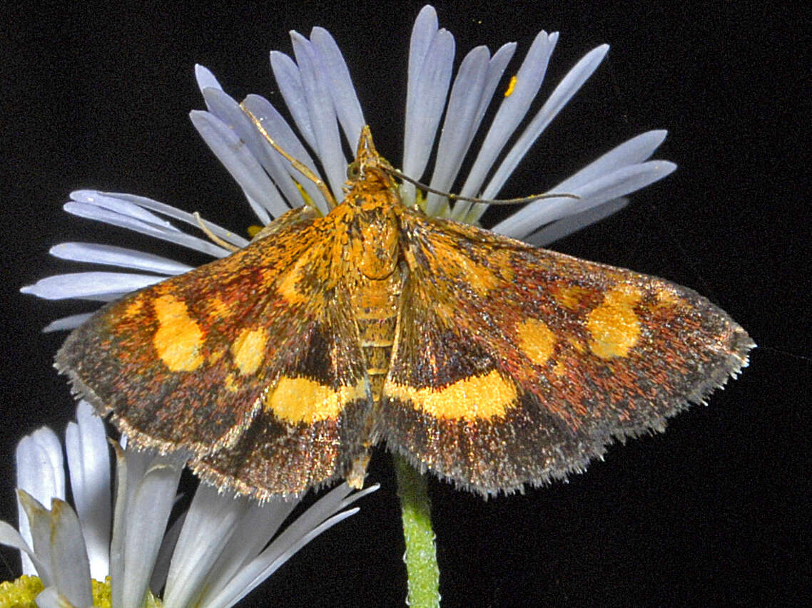 Image of Mint moth