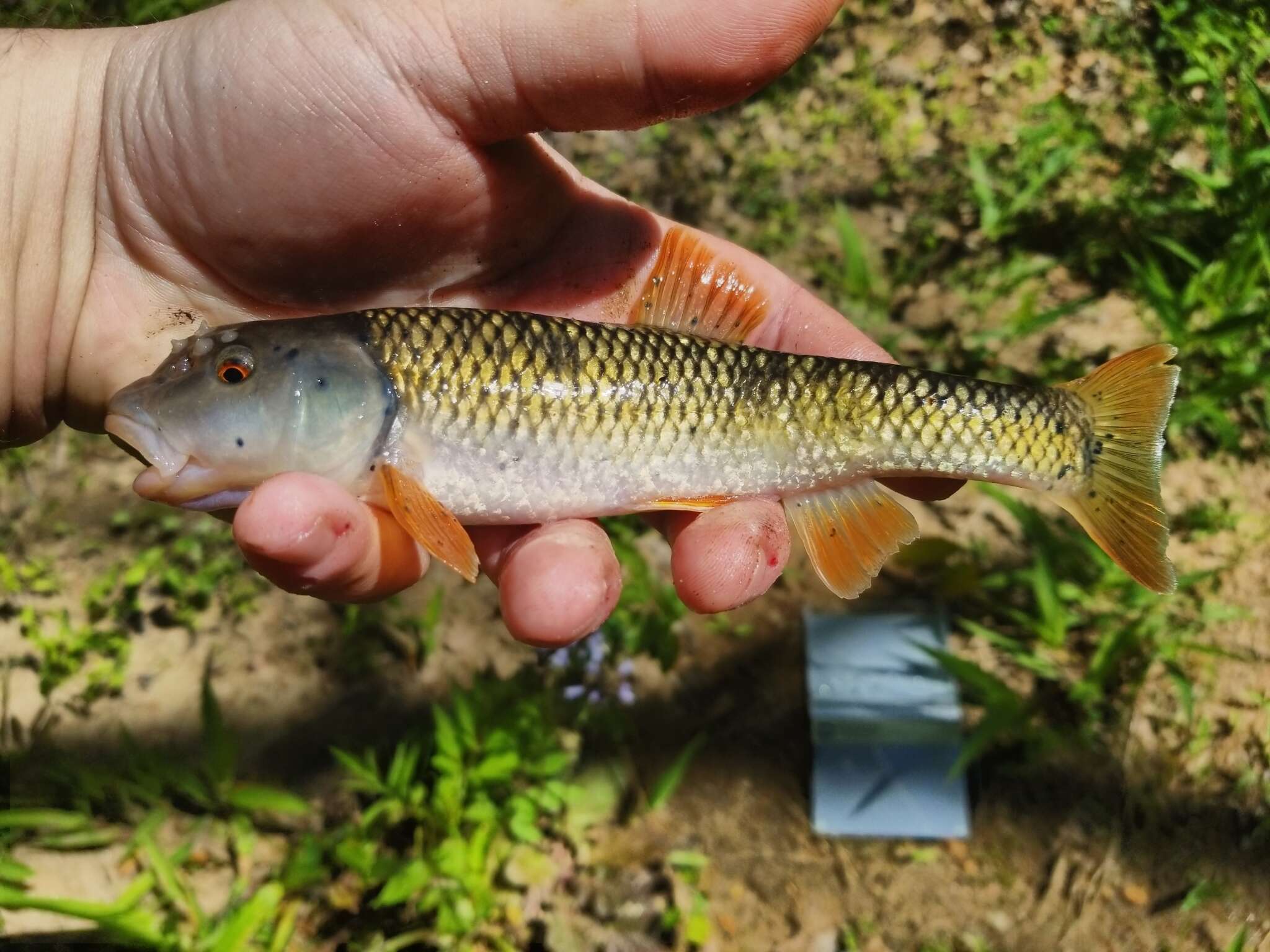 Image of Bluehead Chub