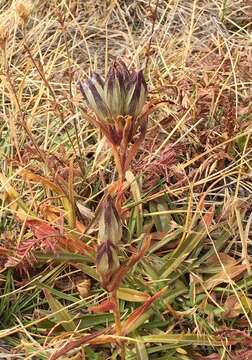 Image of arctic gentian