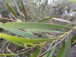 Image of Hakea dactyloides (Gaertn. fil.) Cav.