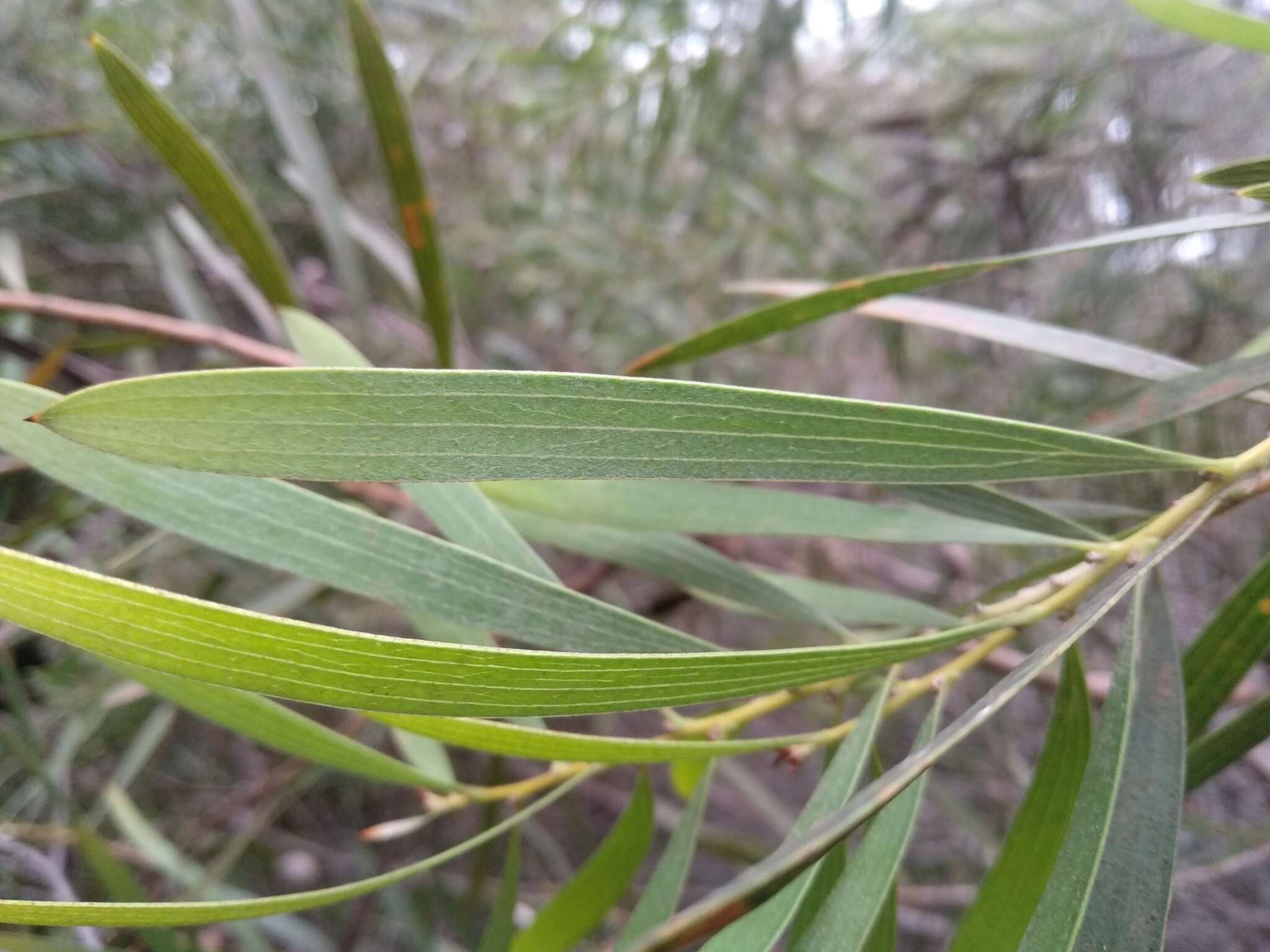 Image of Hakea dactyloides (Gaertn. fil.) Cav.