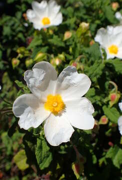 Image of salvia cistus