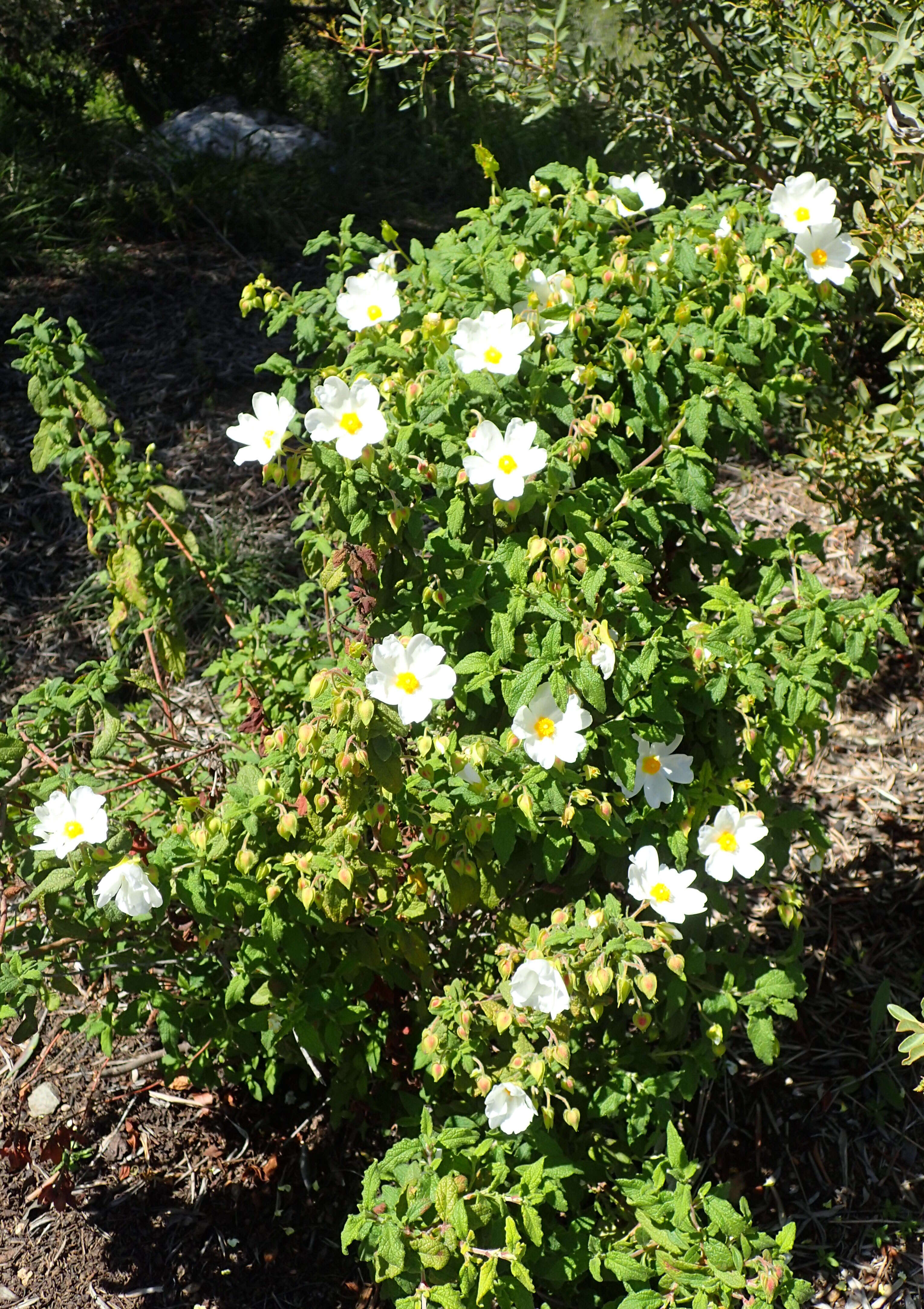 Image of salvia cistus