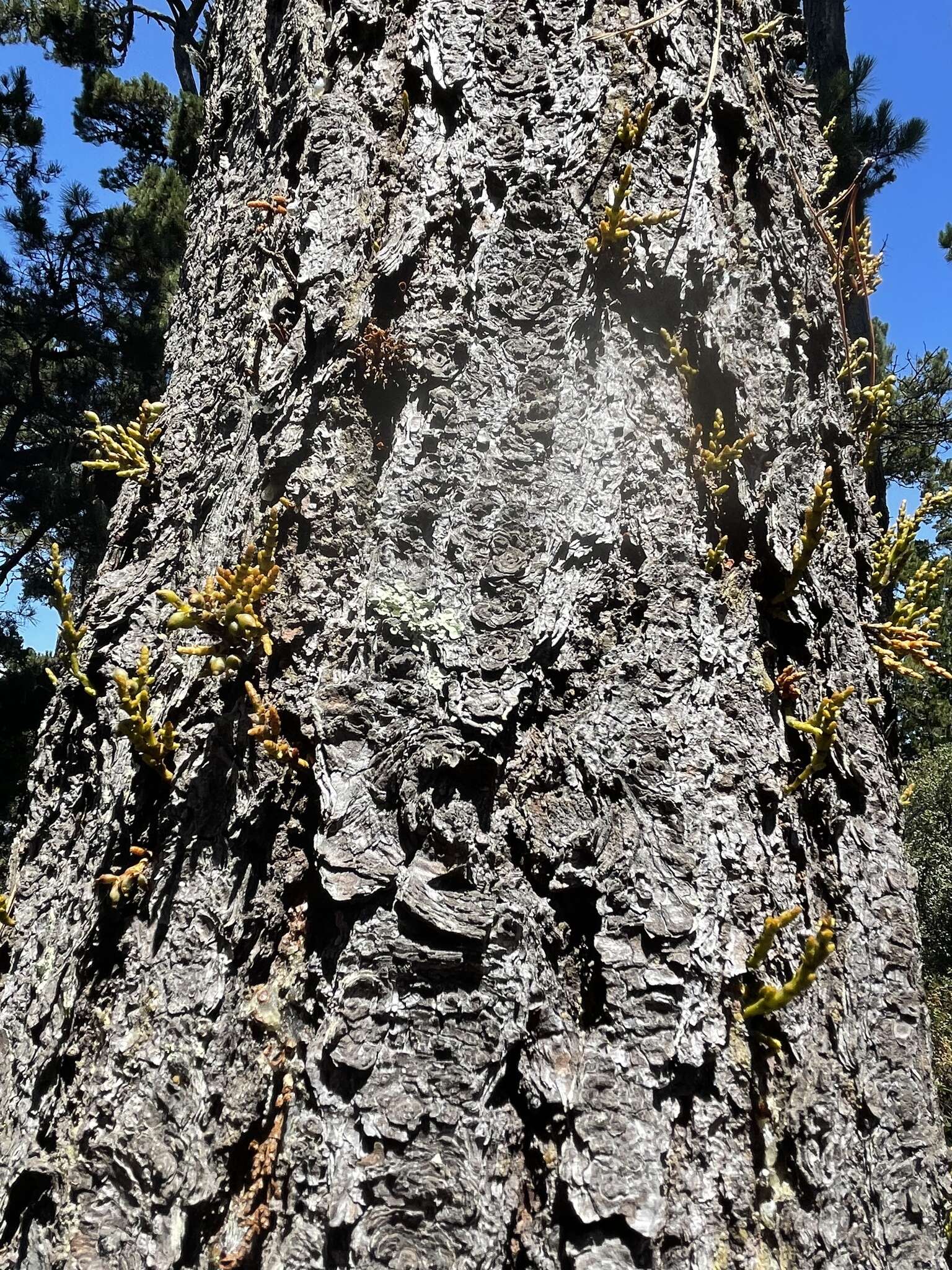 Image of coastal dwarf mistletoe