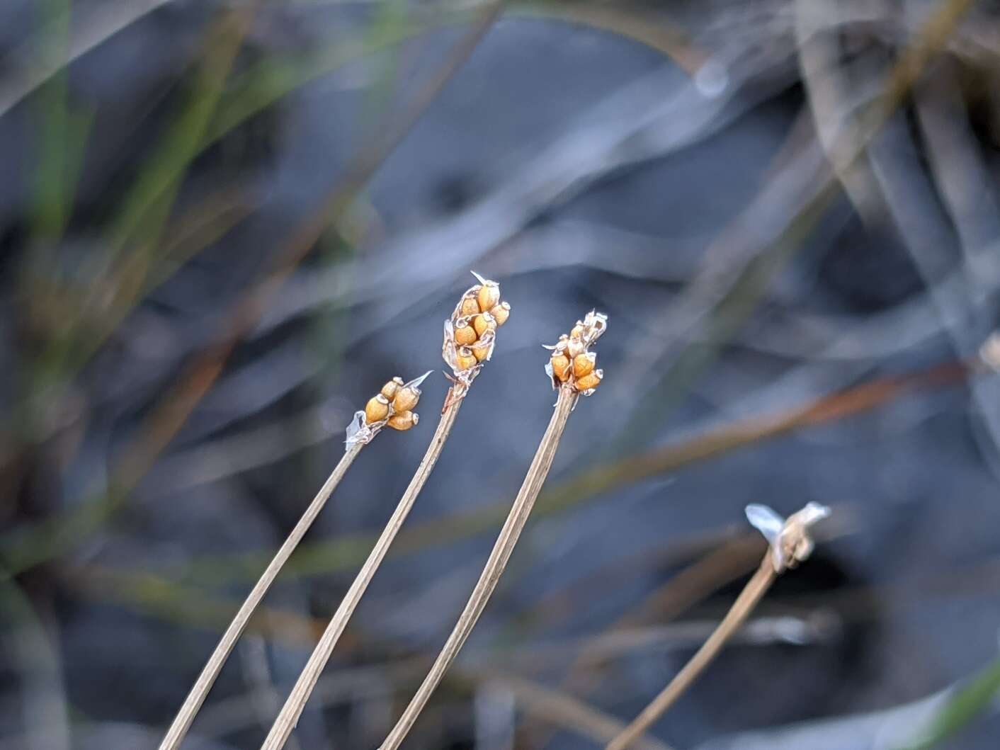 Image of Elliptic Spike-Rush