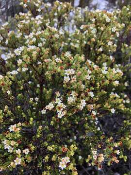 Image of Diosma guthriei Glover