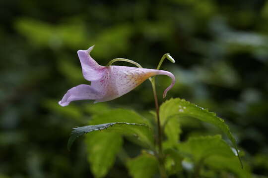 Image of Impatiens uniflora Hayata