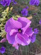 Image of Hibiscus huegelii Endl.