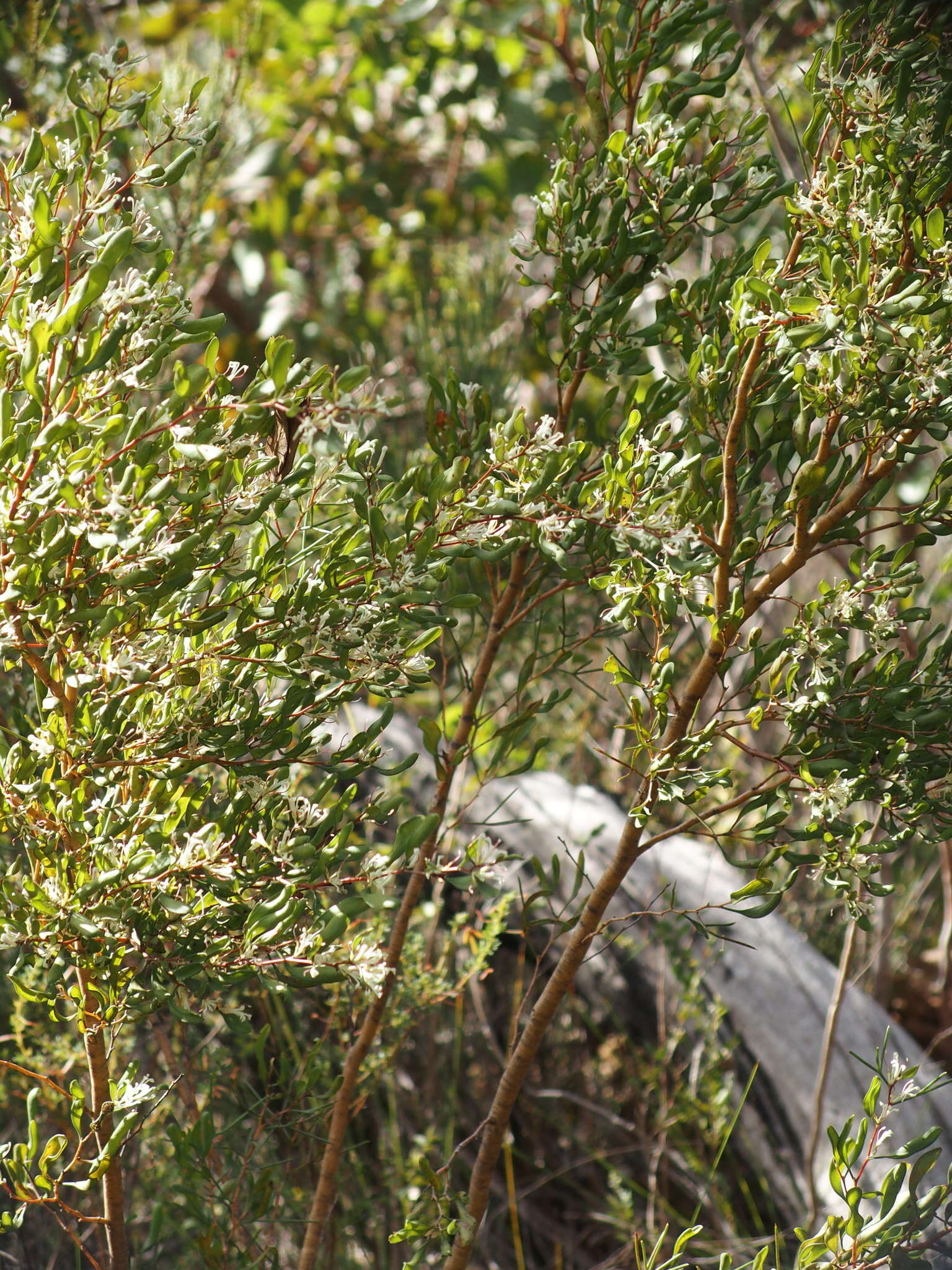 Image de Hakea trifurcata (Sm.) R. Br.