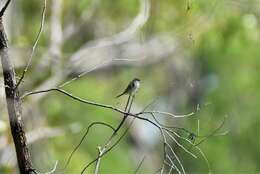 Image of Plum-headed Finch