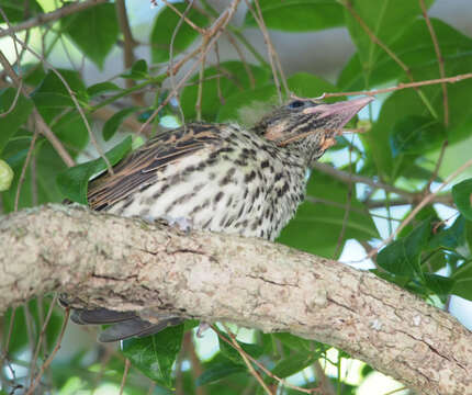 Image of Olive-backed Oriole