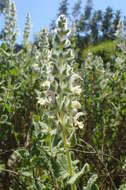 Sivun Salvia dominica L. kuva