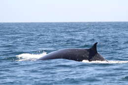 Image of Bryde's Whale