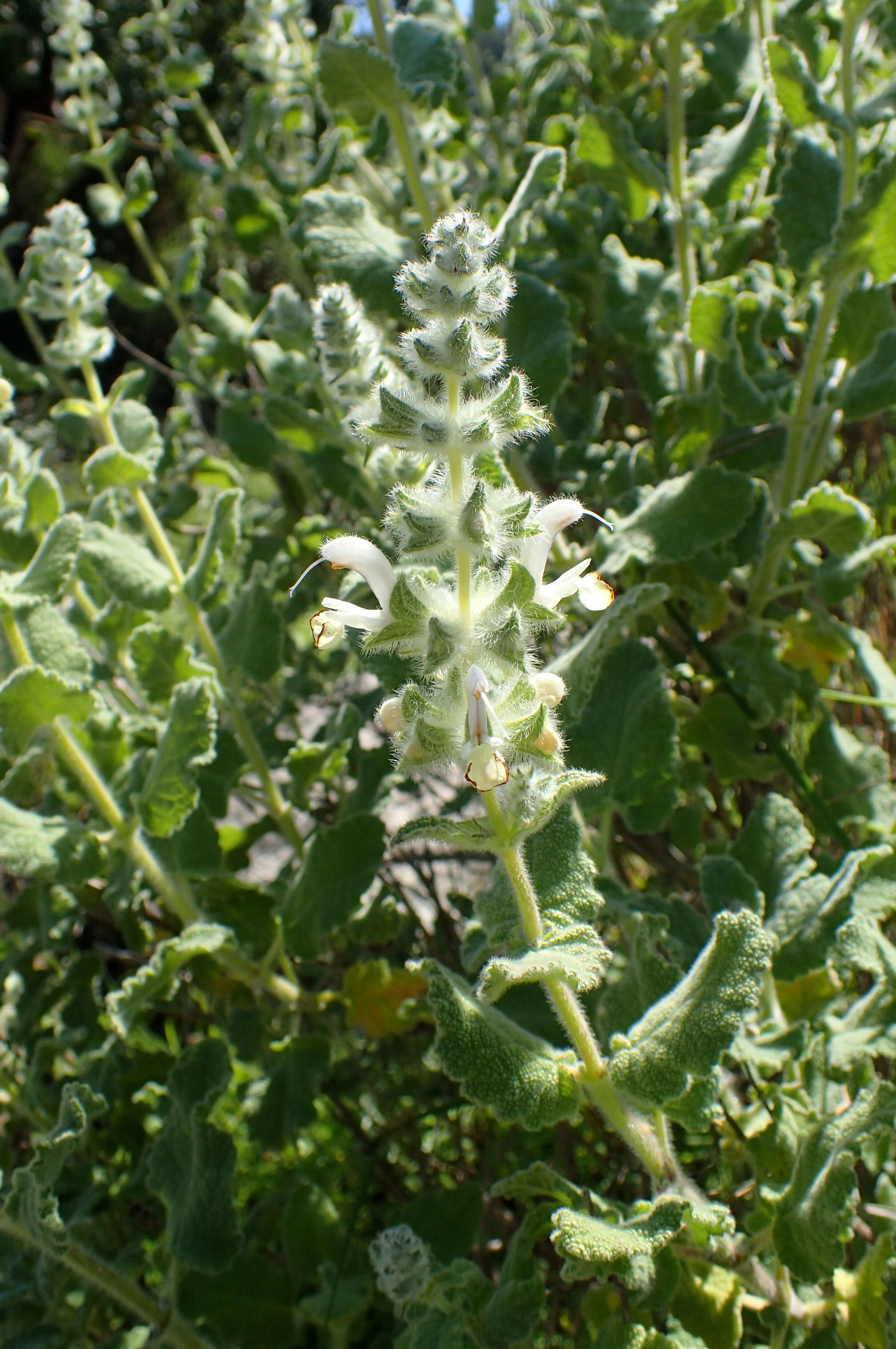 Sivun Salvia dominica L. kuva