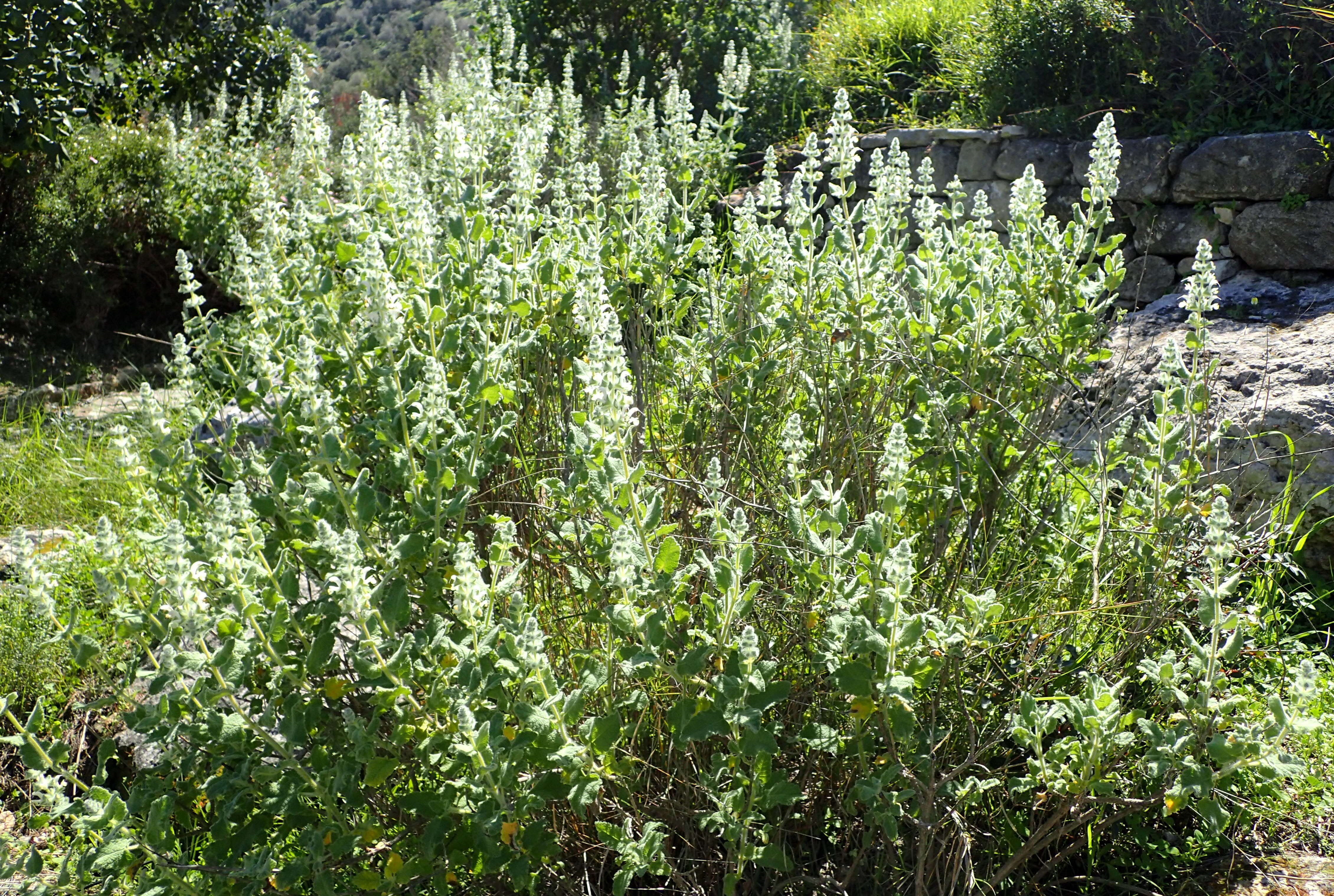 Sivun Salvia dominica L. kuva