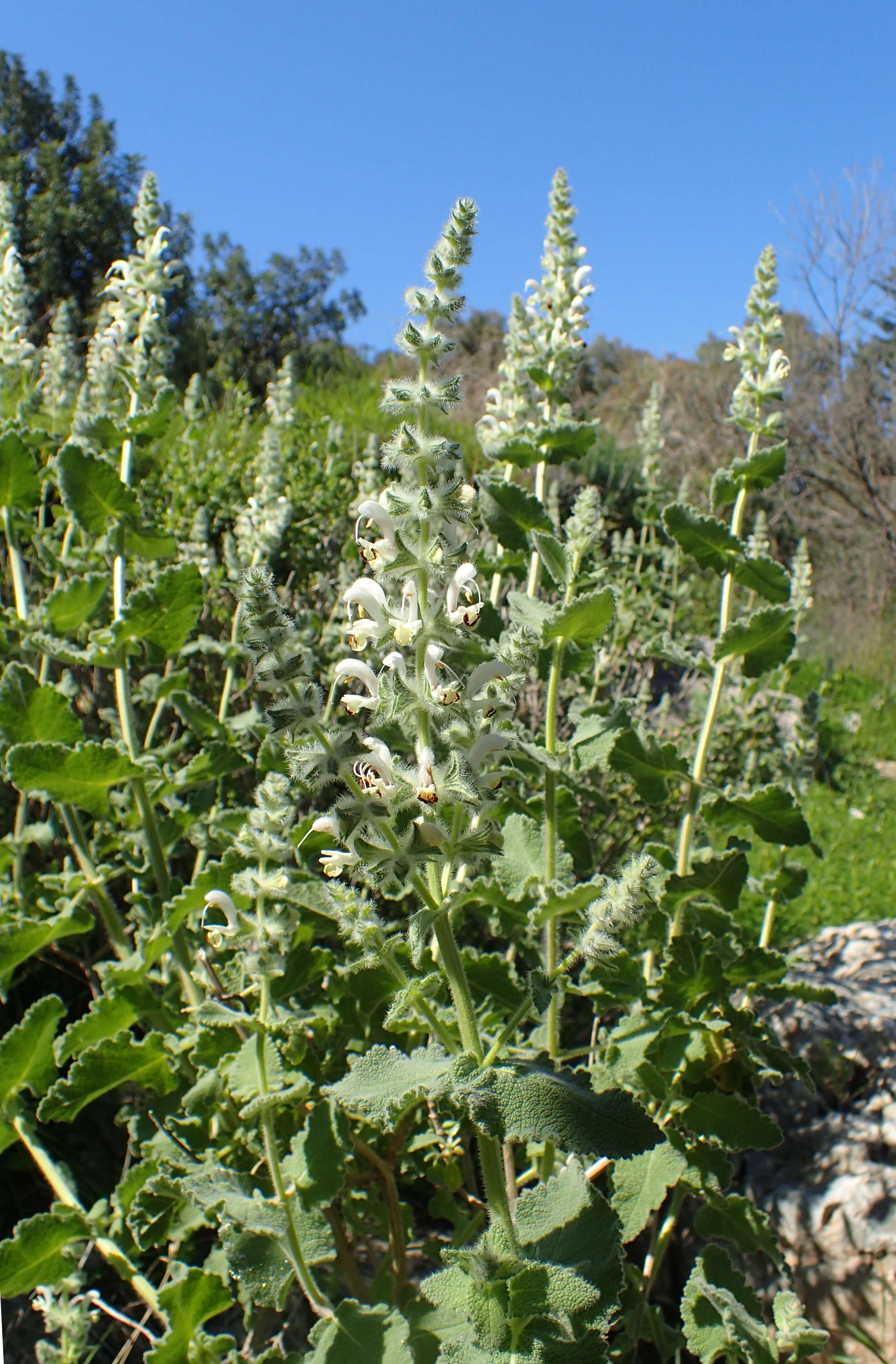 Sivun Salvia dominica L. kuva